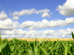 farmland