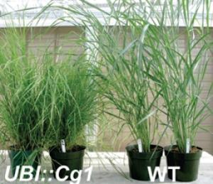 Switchgrass-With-Corn-Gene