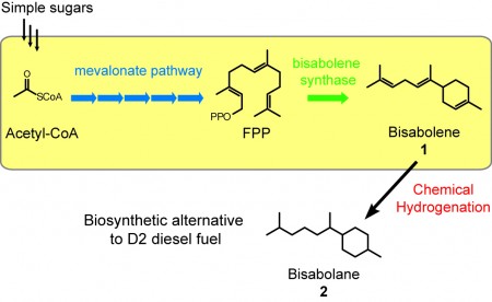 Path-to-Make-Bisabolane-as-Diesel-Altenative-450x276